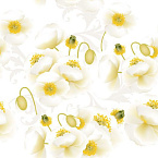 EDELWEISS