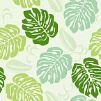  MONSTERA